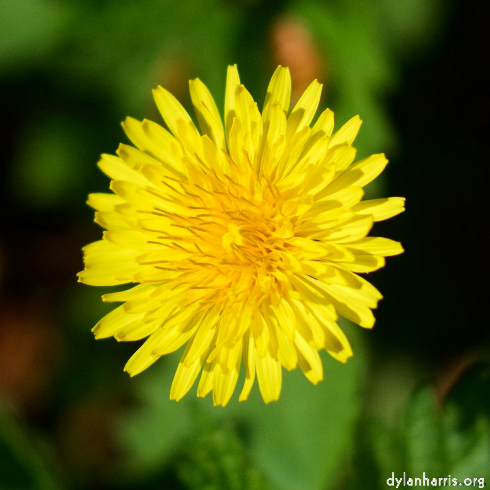 Image: Image 'flower (xiv) 2'.