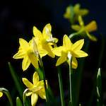 image: Image du photoset ‘fleurs d’esch (cxix)’.