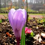image: Image du photoset ‘fleurs d’esch (cxx)’.