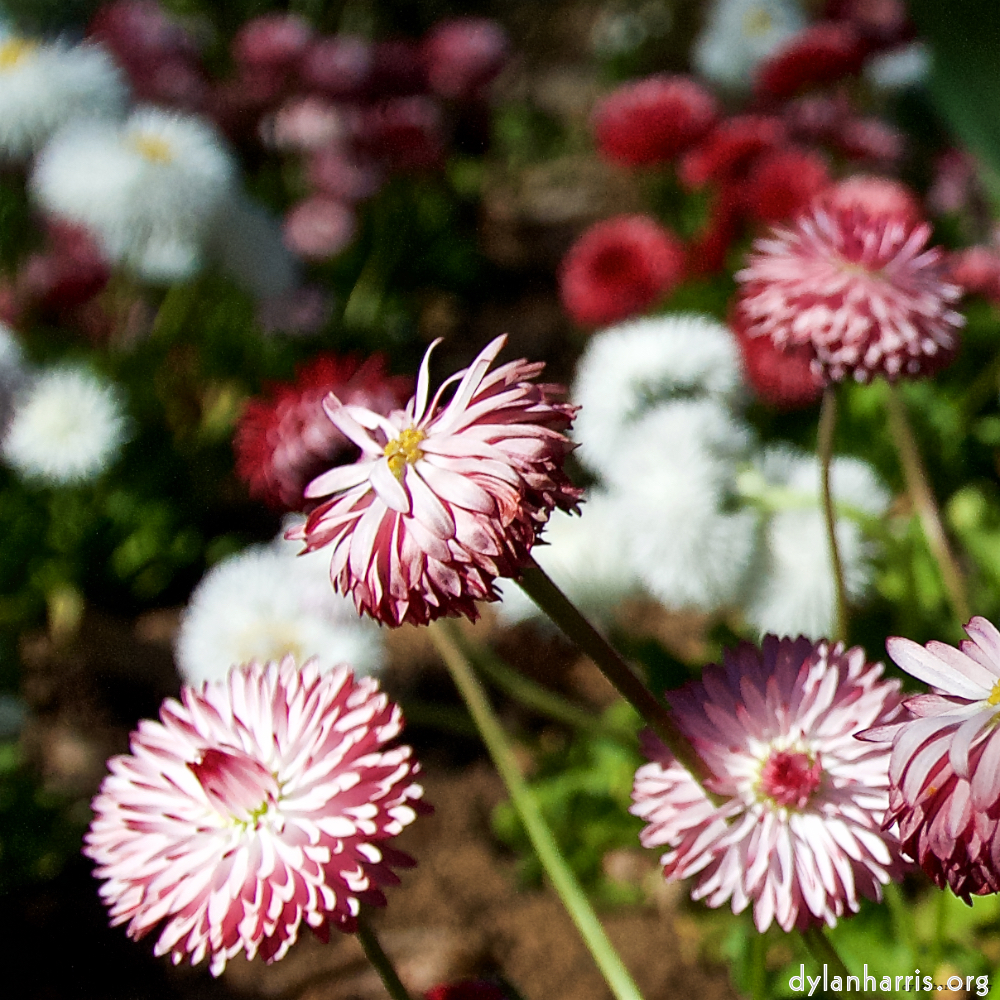 Image 'escher bloemen (il) 2'.