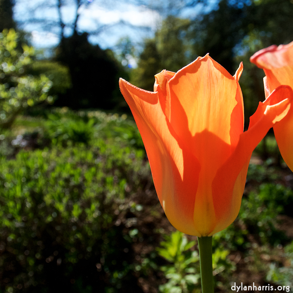 Image 'escher bloemen (il) 3'.