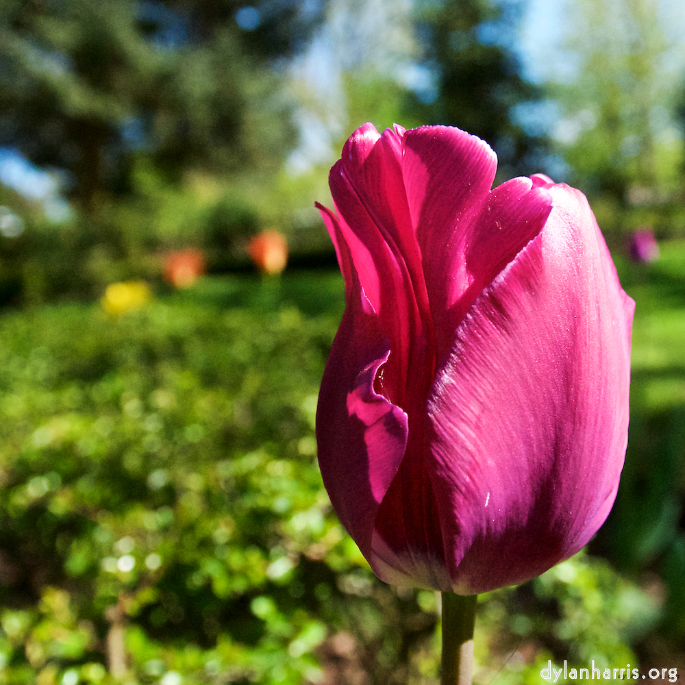 Image 'escher bloemen (il) 5'.