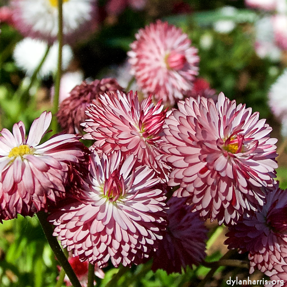 Image 'escher bloemen (il) 6'.