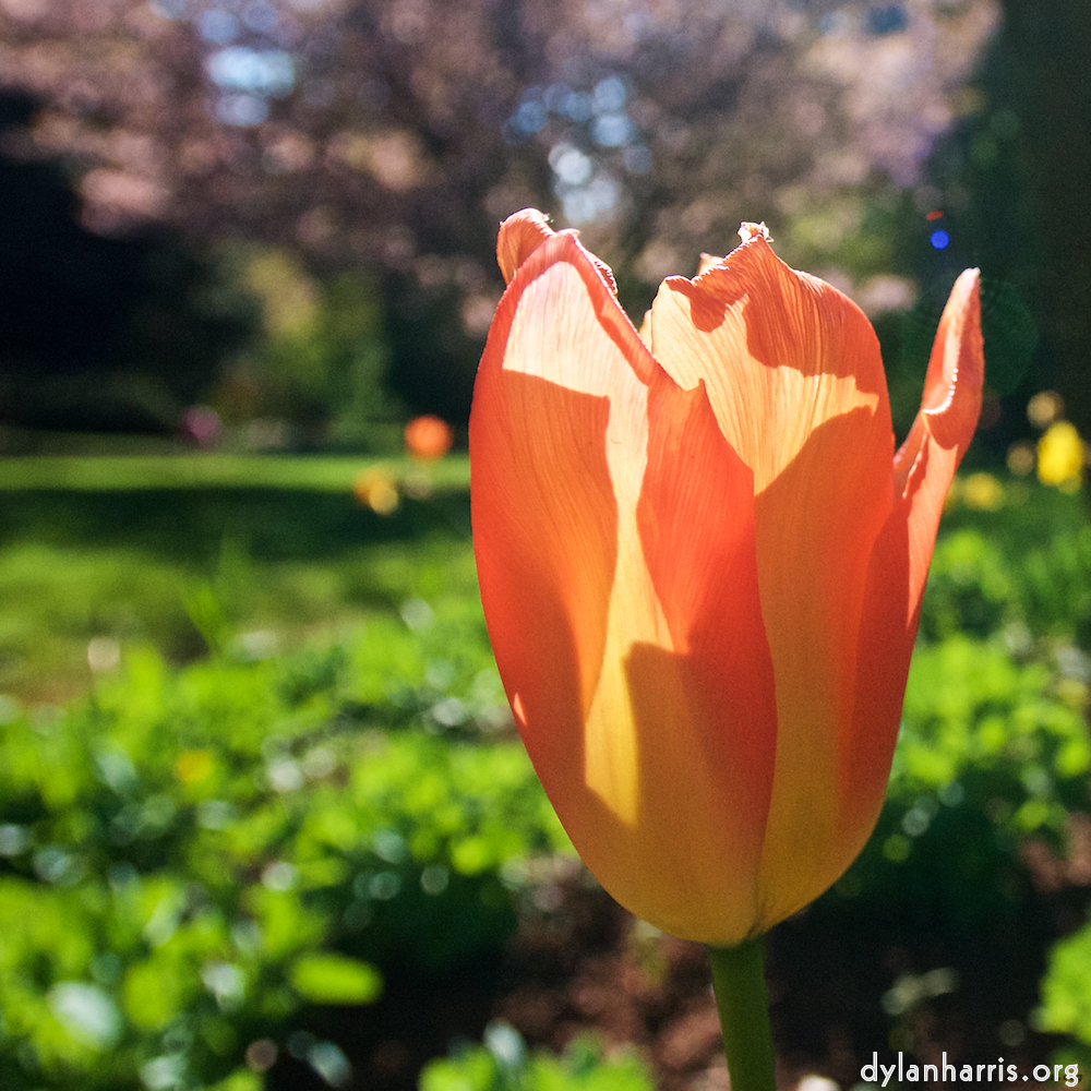 Image 'escher bloemen (il) 7'.