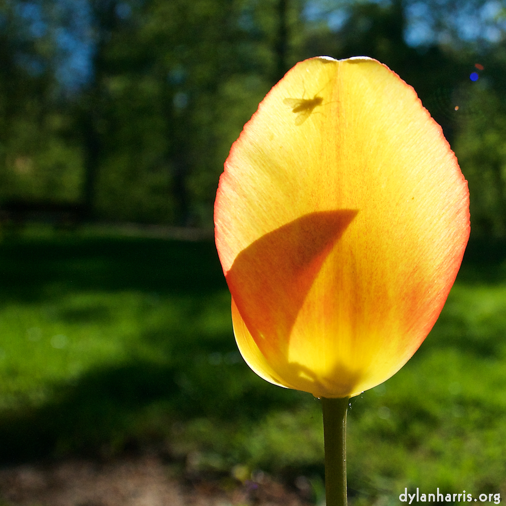 image: flower