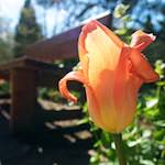 First image from the photoset 'escher bloemen (il)'.
