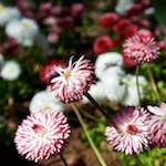 Second image from the photoset 'escher bloemen (il)'.