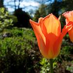 Third image from the photoset 'escher bloemen (il)'.