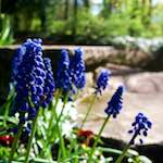 Fourth image from the photoset 'escher bloemen (il)'.