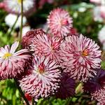 Sixth image from the photoset 'escher bloemen (il)'.