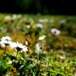 Image: Fifth image from the photoset 'parc (xvi)'.