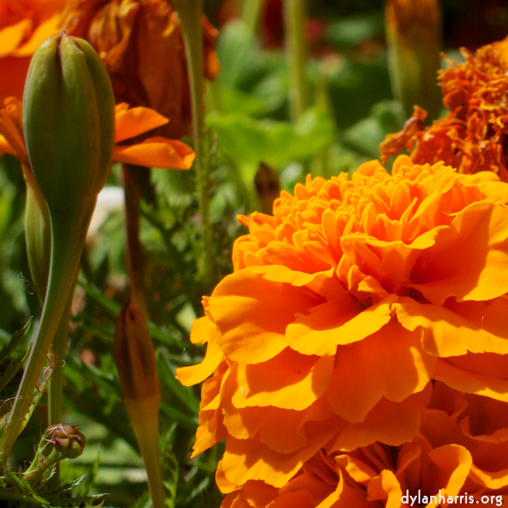Image 'flower (vi) 1'.