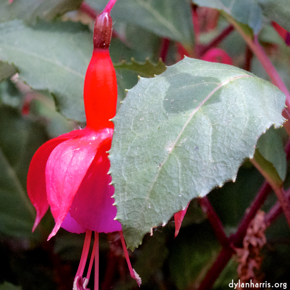 Image 'flower (vi) 6'.