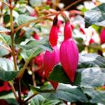 Third image from the photoset 'flower (vi)'.