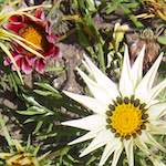 Fourth image from the photoset 'flower (vi)'.