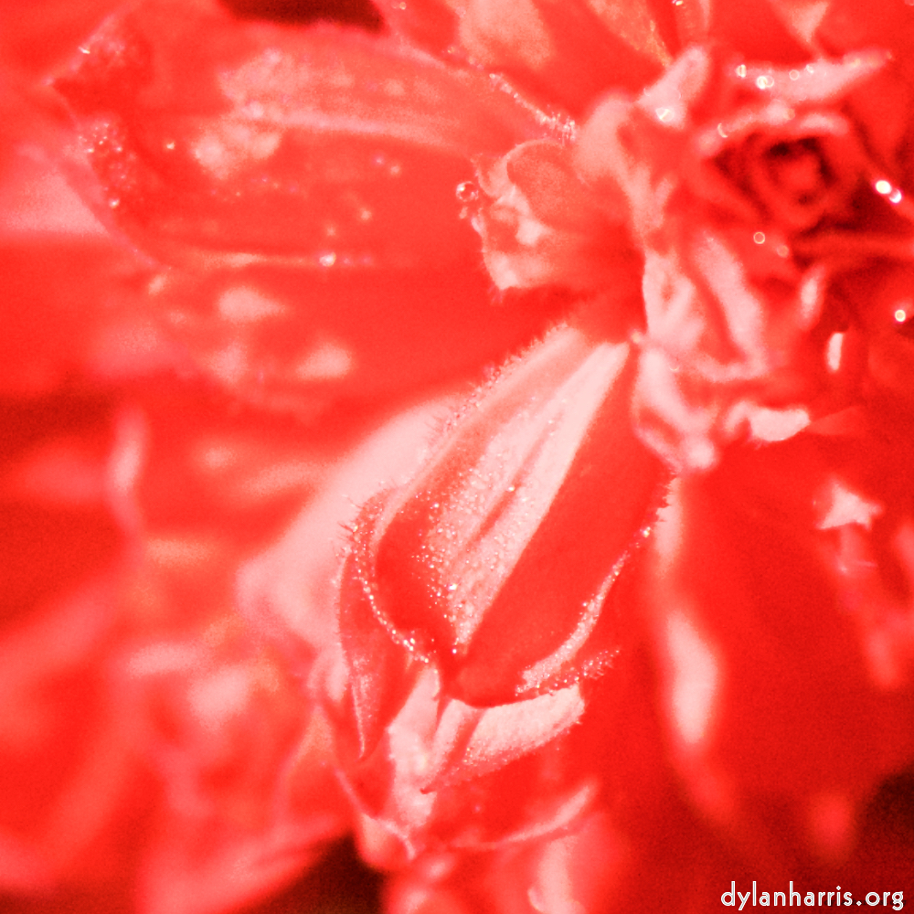 image: This is ‘flowers of esch (xcvi) 3’.