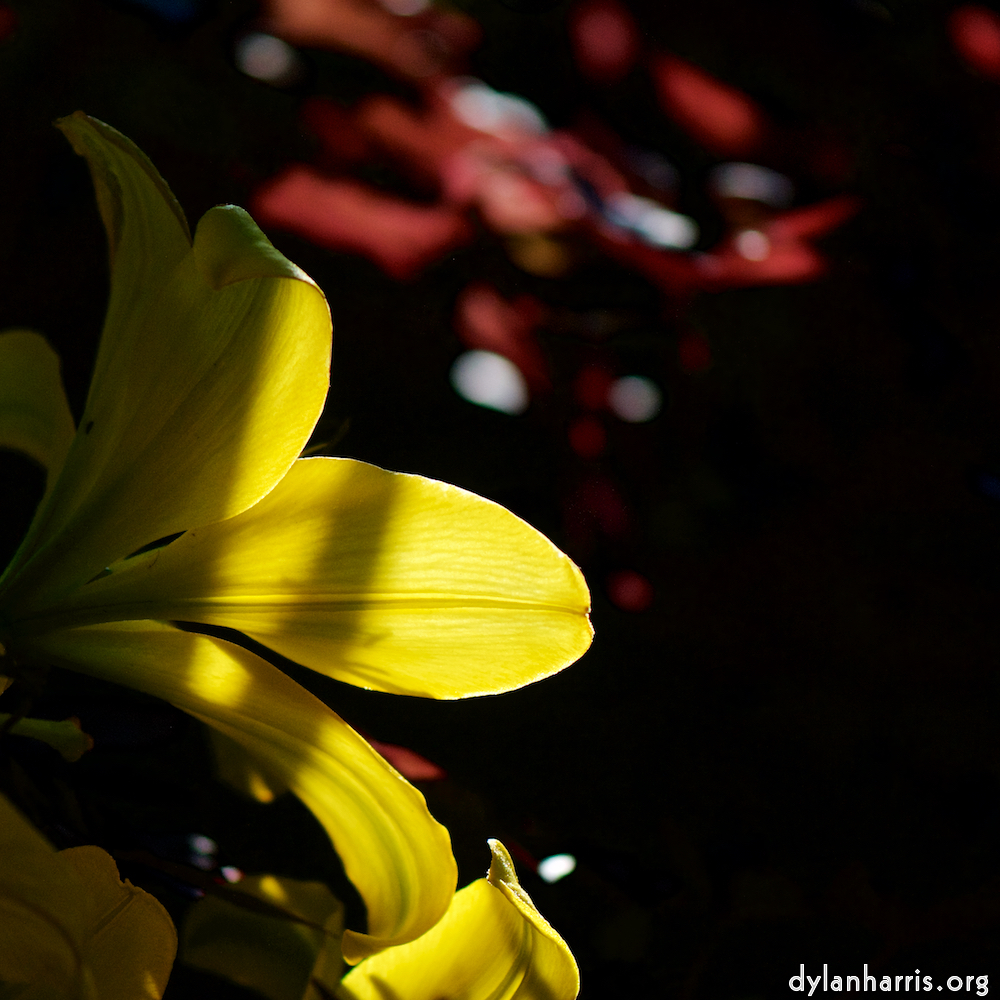 image: This is ‘flowers of esch (xcvi) 4’.