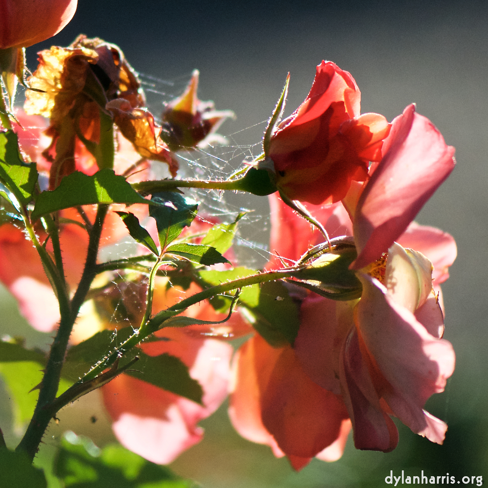 image: This is ‘flowers of esch (xcvi) 6’.