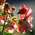 image: Image from the photoset ‘flowers of esch (xcvi)’.