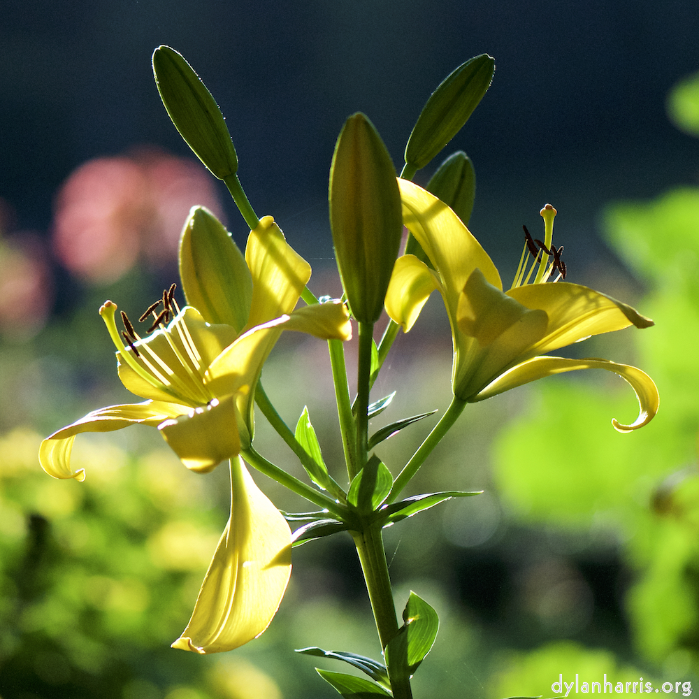 image: This is ‘flowers of esch (c) 3’.