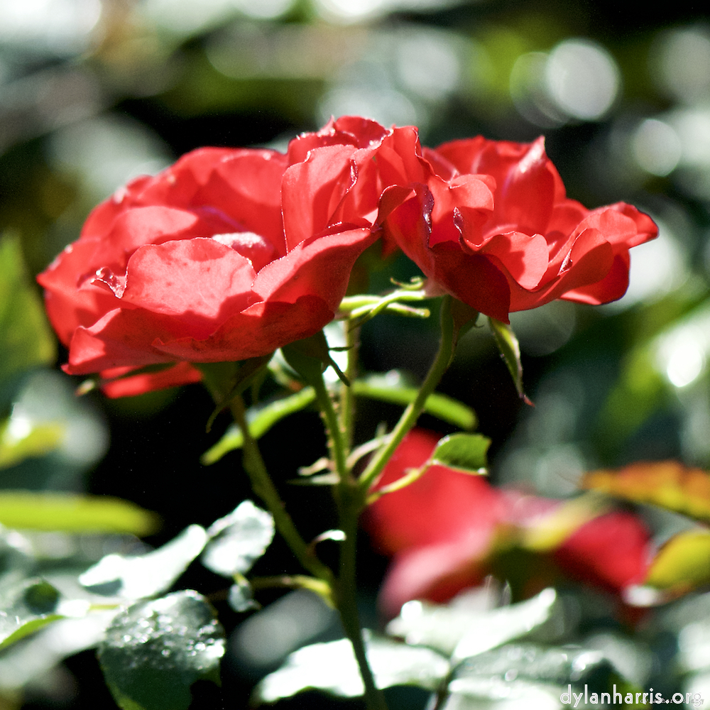 image: This is ‘flowers of esch (ci) 6’.