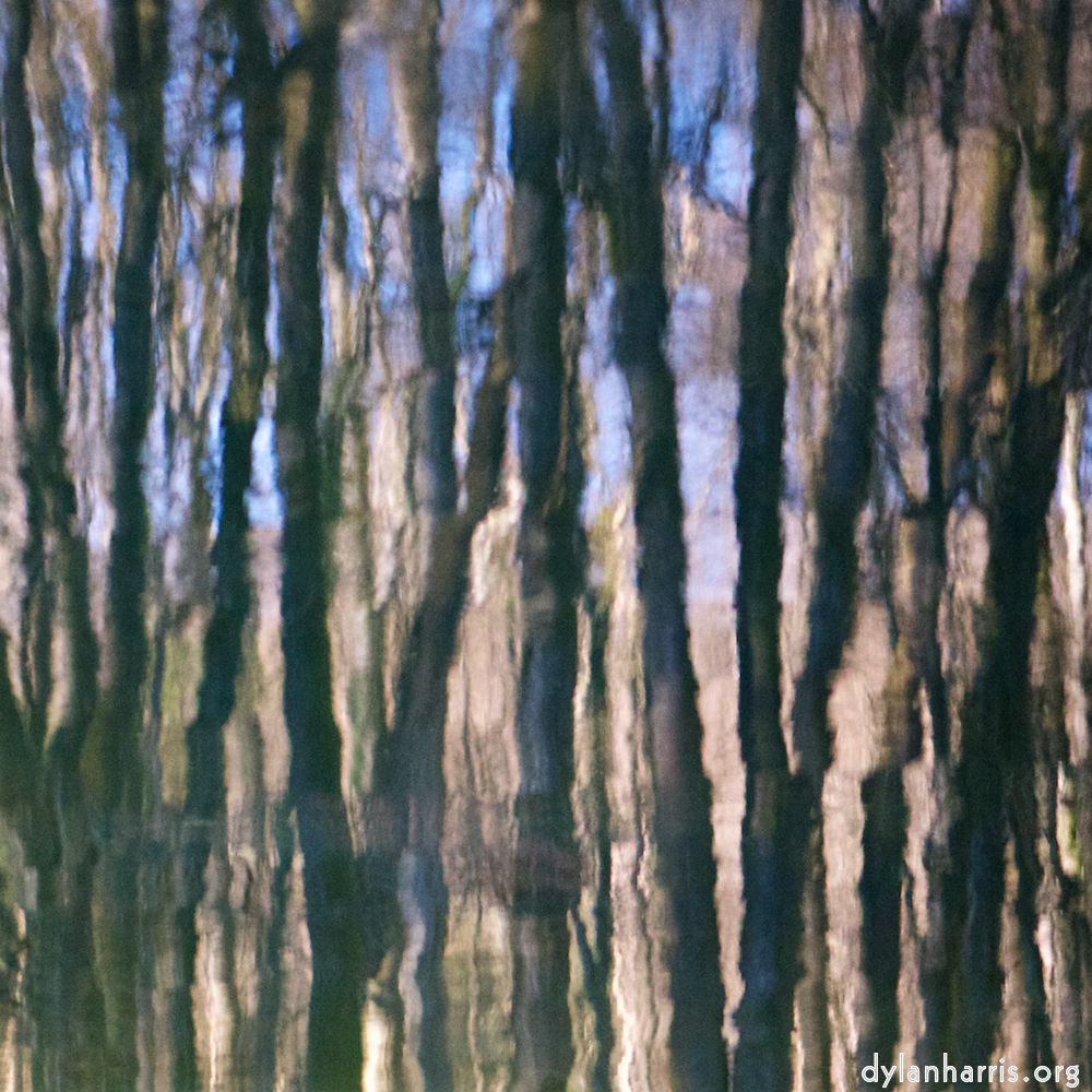 image: reflected trees