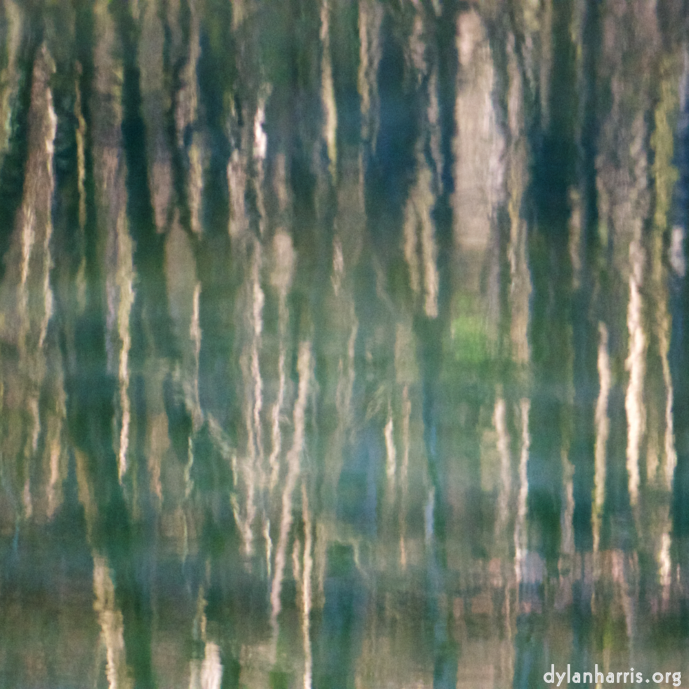 image: reflected trees