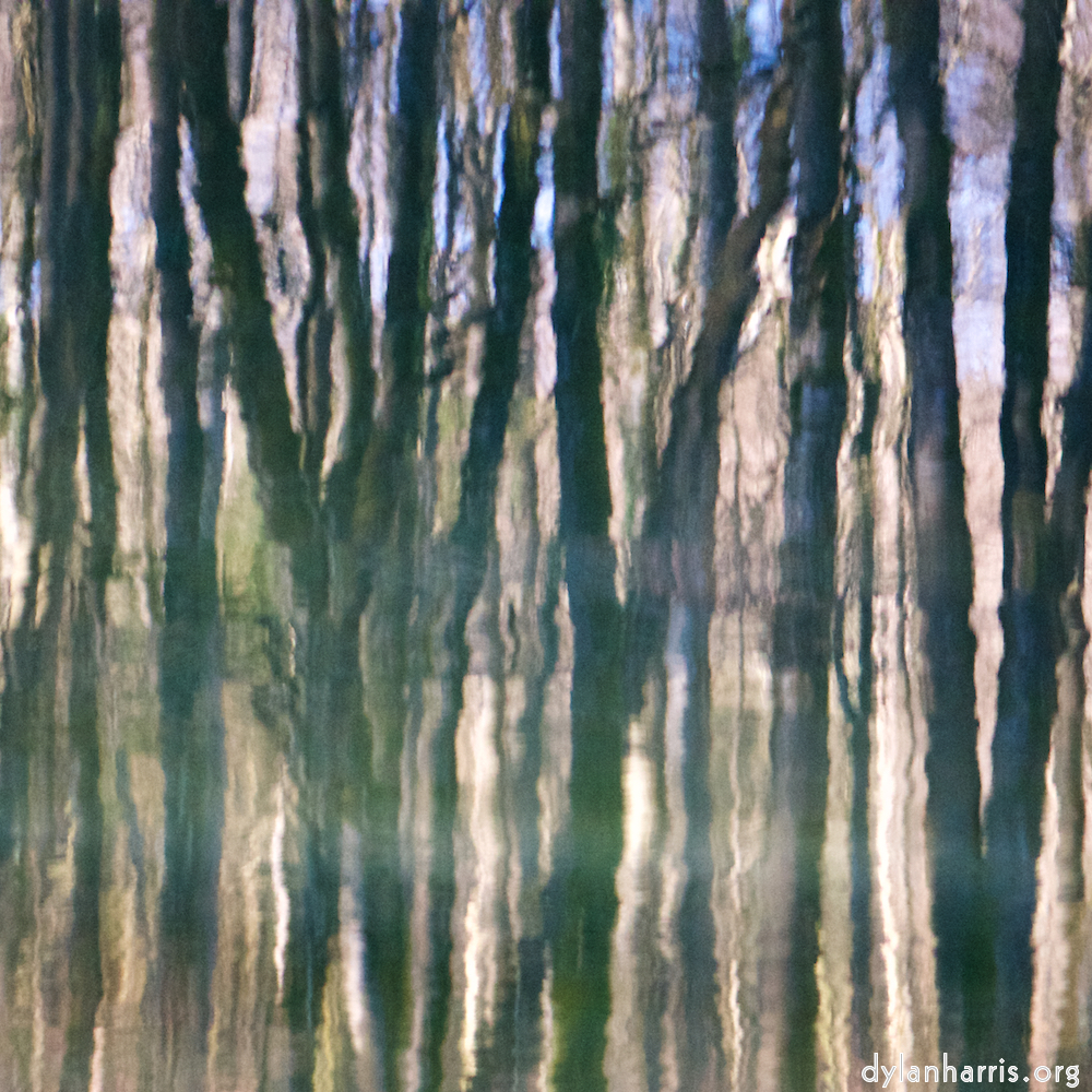 image: reflected trees