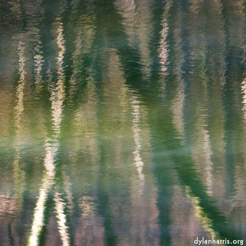 image: reflected trees