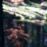 image: Image from the photoset ‘wood (xxxiii)’.