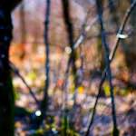 image: Image from the photoset ‘wood (xxxiii)’.