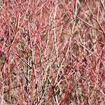 image: Image du photoset ‘texture (iv)’.