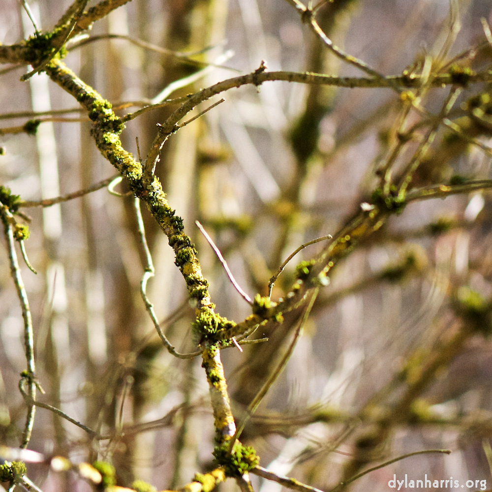 image: Image 'terres rouges (ix) 2'