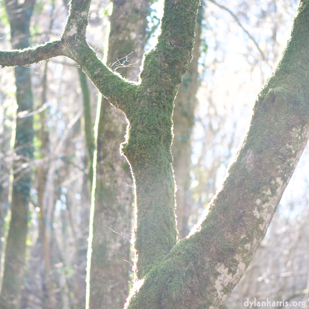 image: backlit tree