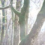 image: sunlit tree