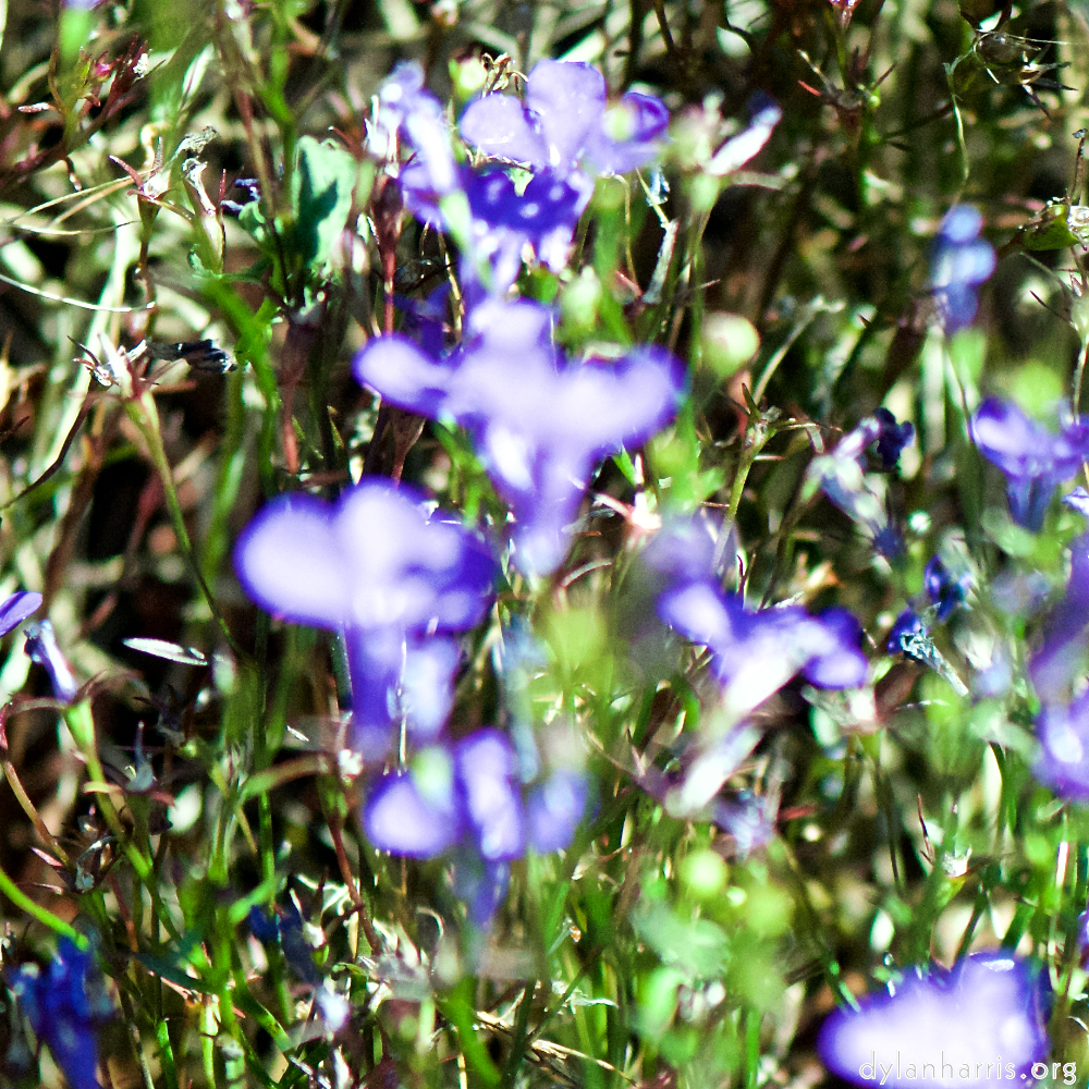 image: This is ‘parc (xxxix) 6’.