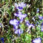 image: Image from the photoset ‘parc (xxxix)’.