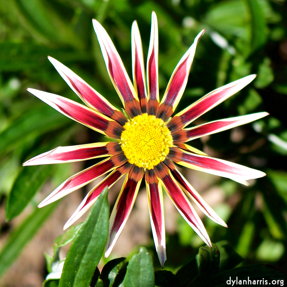 image: Heir ist ‘escher blumen (cxxxvi) 1’.