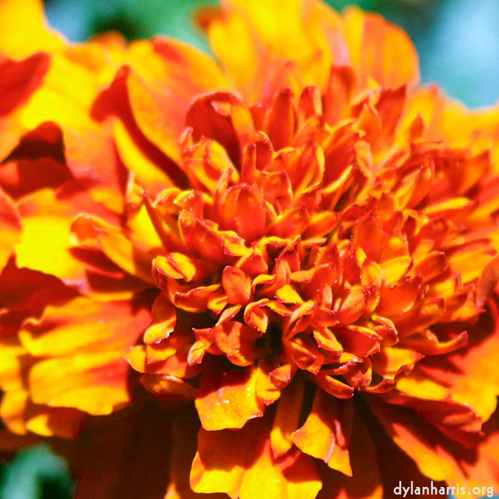 image: Heir ist ‘escher blumen (cxxxvi) 2’.