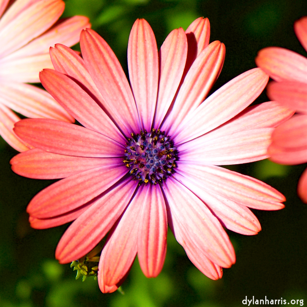 image: Heir ist ‘escher blumen (cxxxvi) 3’.
