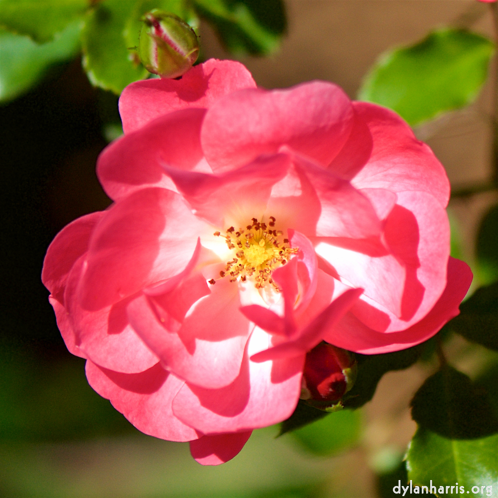 image: Heir ist ‘escher blumen (cxxxvi) 4’.