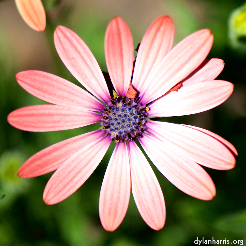 image: Heir ist ‘escher blumen (cxxxvi) 7’.