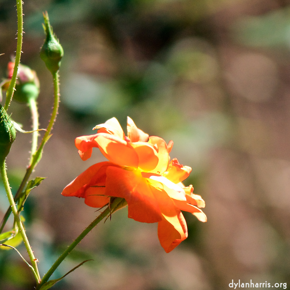 image: Heir ist ‘escher blumen (cxxxvi) 8’.