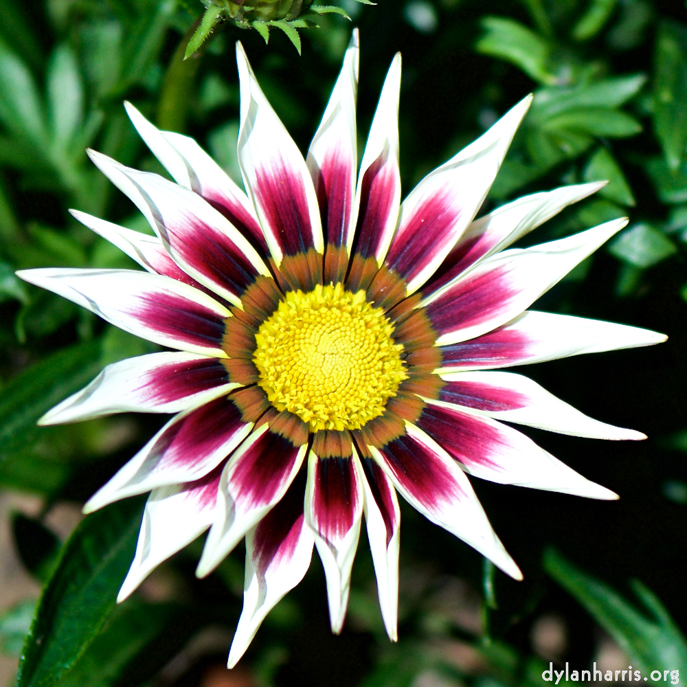 image: Heir ist ‘escher blumen (cxxxvi) 9’.