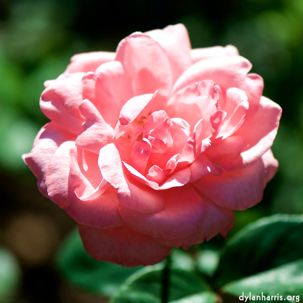 image: Voici ‘fleurs d’esch (cxxxviii) 6’.