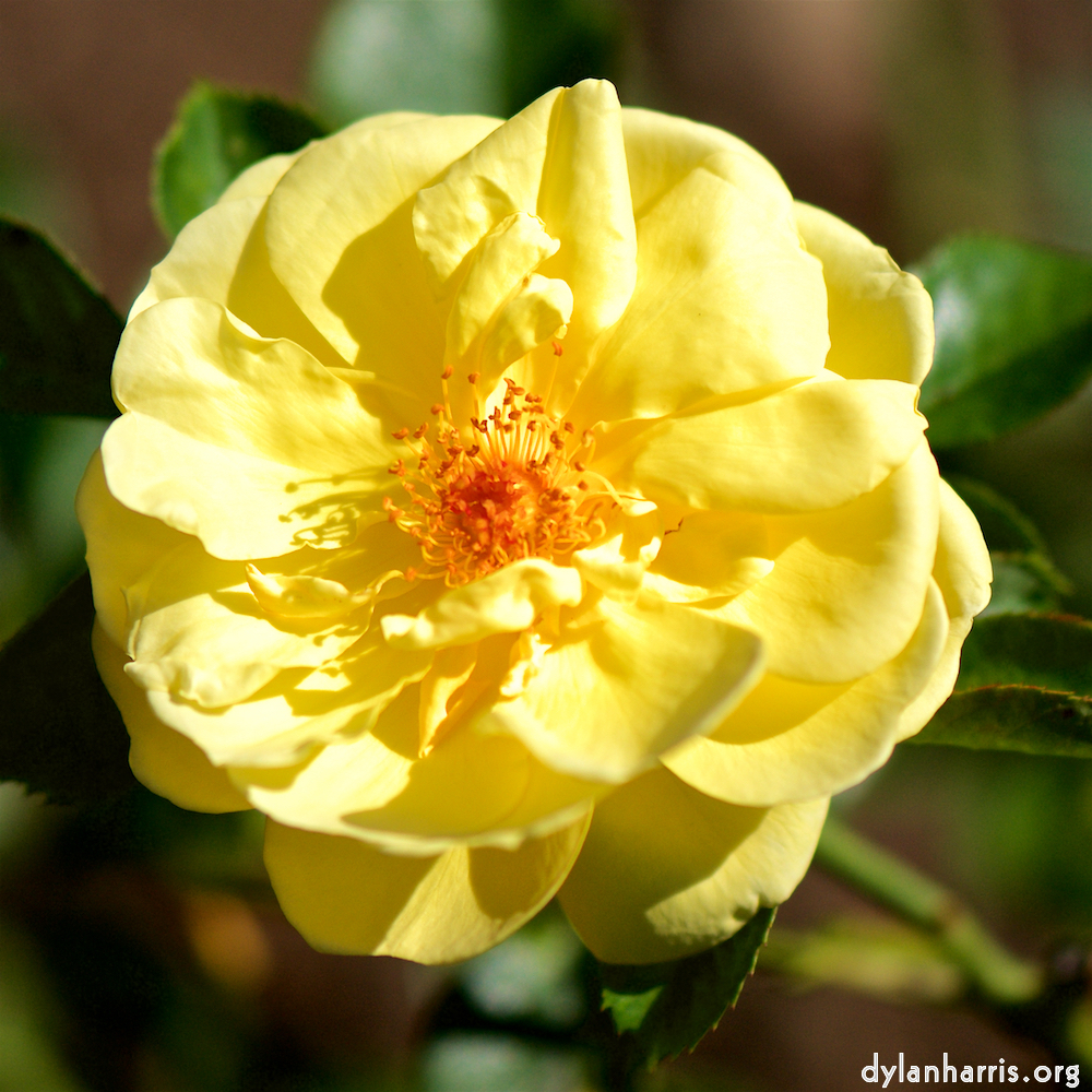 image: Voici ‘fleurs d’esch (cxxxviii) 7’.