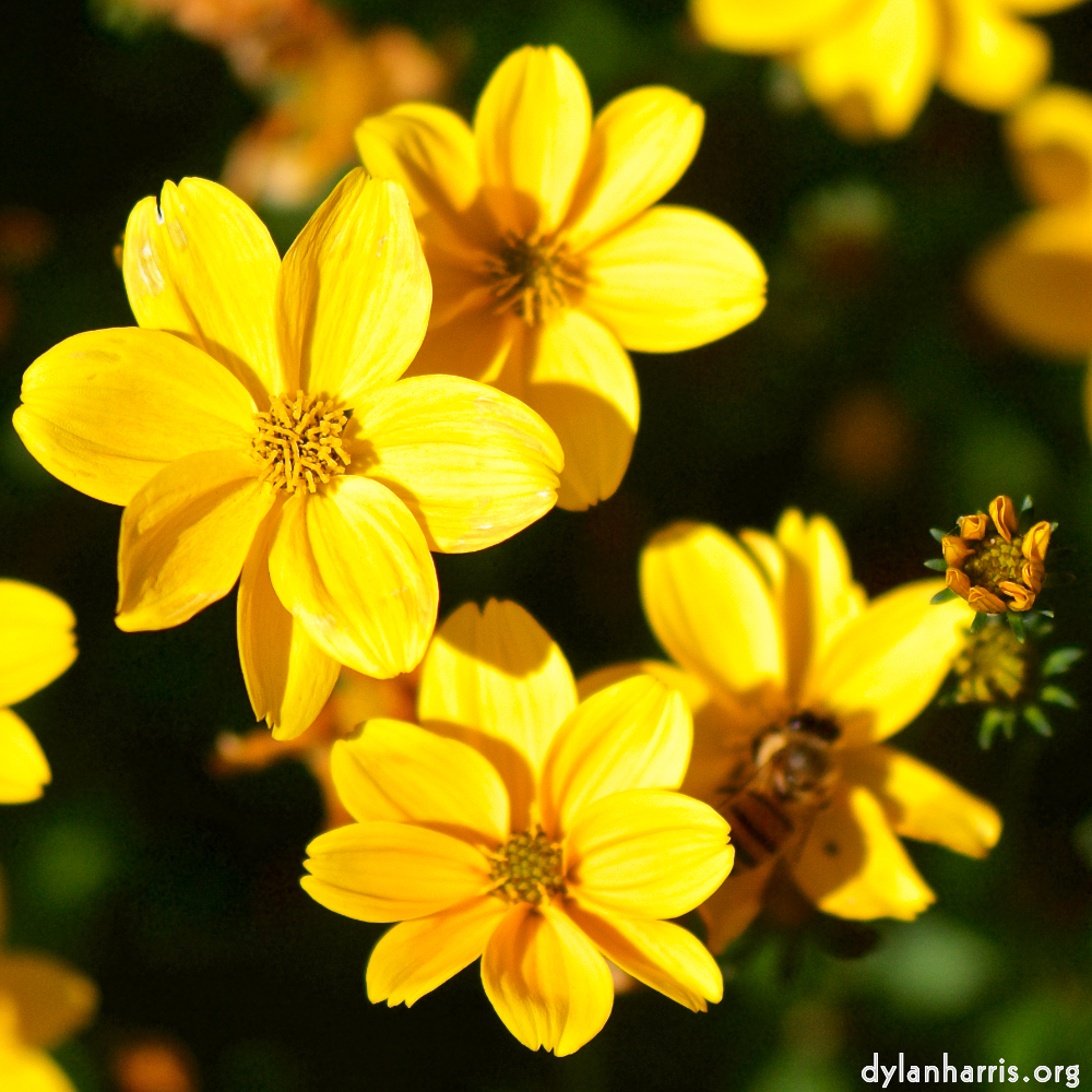 image: Voici ‘fleurs d’esch (cxxxviii) 9’.