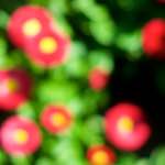 Image: Fourth image from the photoset 'flower (xii)'.