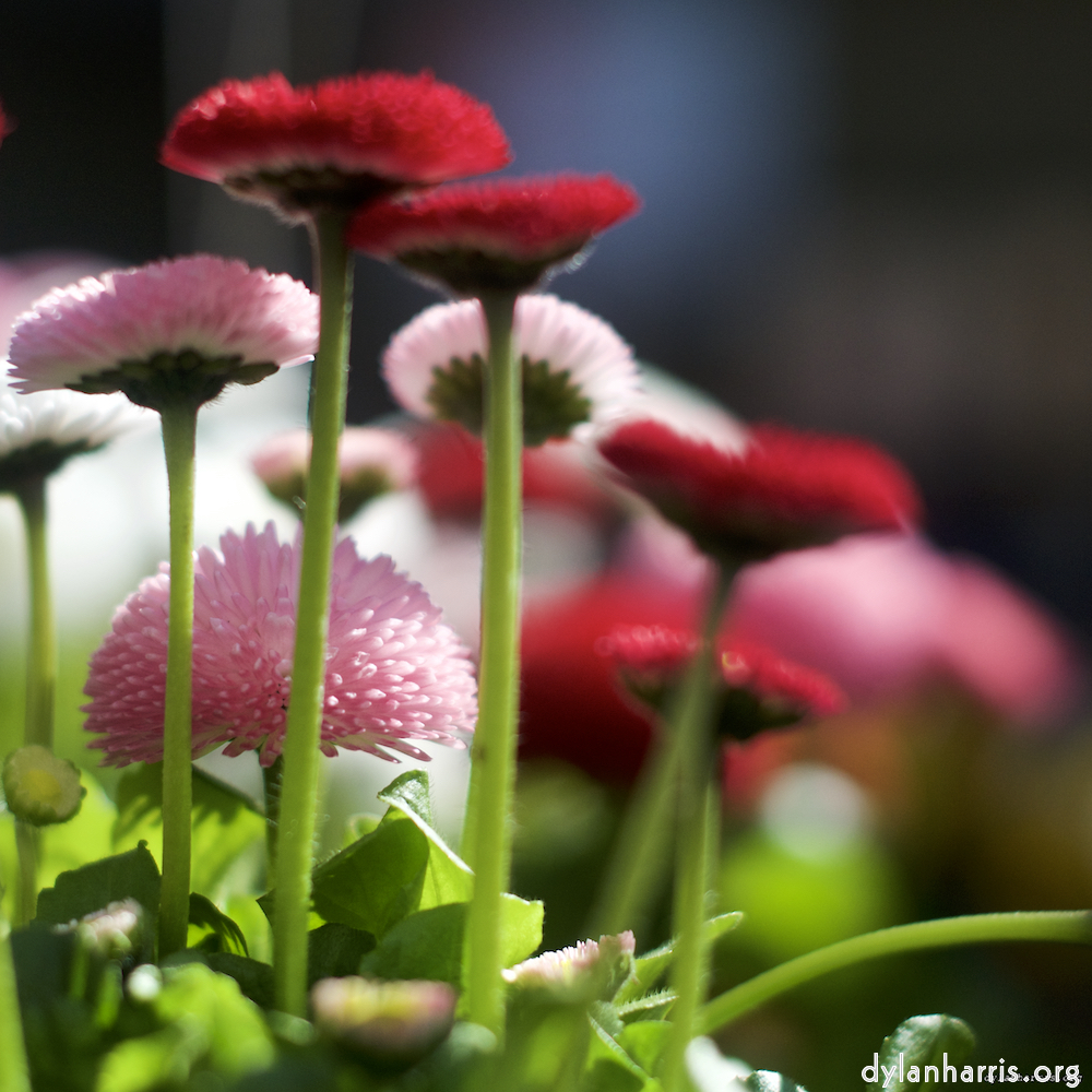 image: flowers