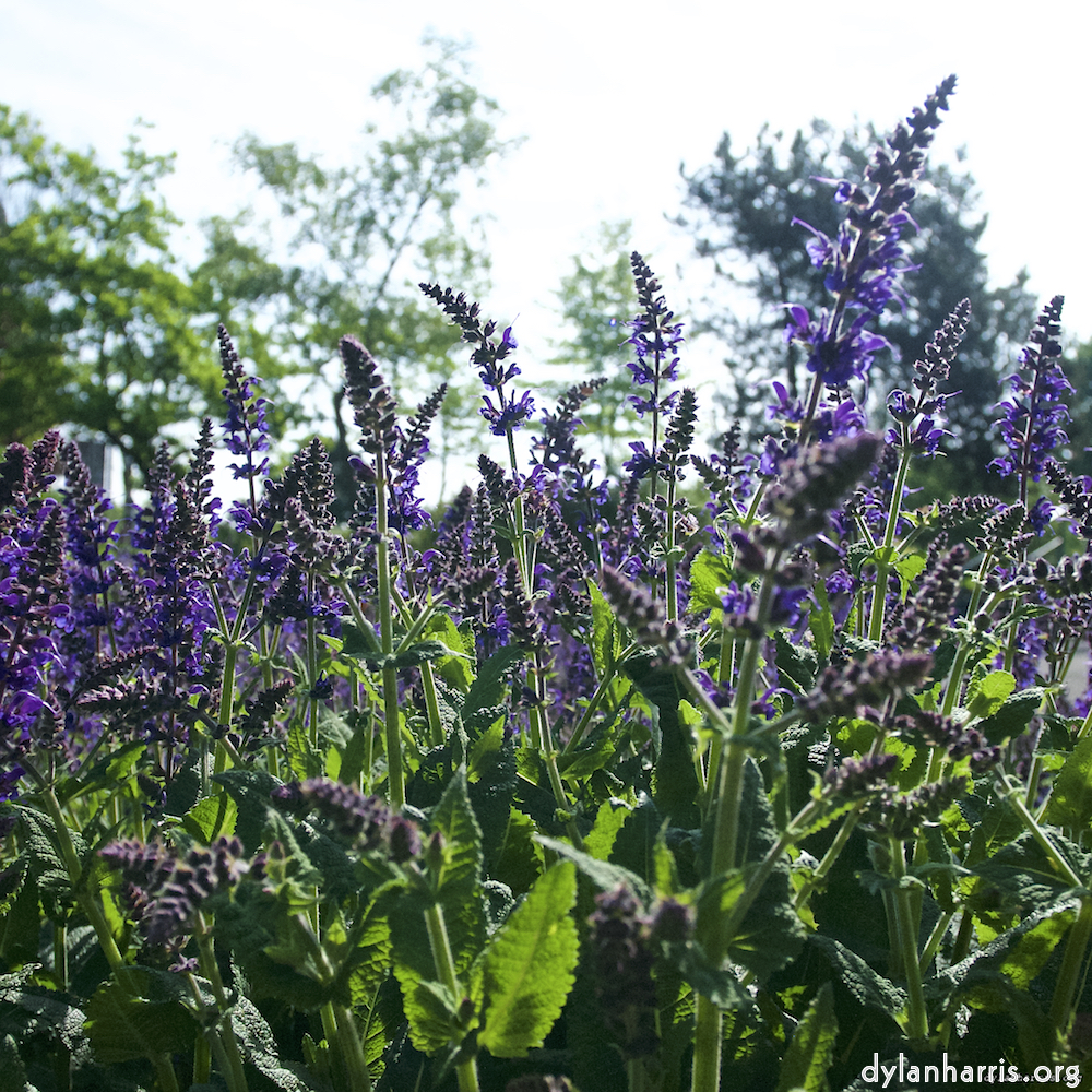 image: Voici ‘fleurs d’esch (lix) 3’.